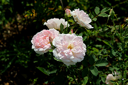 Alexandre Girault Rose (Rosa 'Alexandre Girault') at Lakeshore Garden Centres