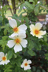 Golden Wings Rose (Rosa 'Golden Wings') at Lakeshore Garden Centres
