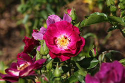 Sultry Sangria Rose (Rosa 'SPRosul') at Lakeshore Garden Centres