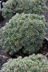 Blue Eskimo Korean Fir (Abies koreana 'Blauer Eskimo') at Lakeshore Garden Centres
