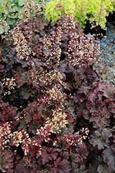 Cajun Fire Coral Bells (Heuchera 'Cajun Fire') at Lakeshore Garden Centres