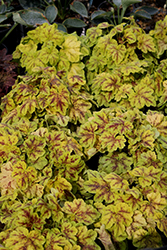 Solar Power Foamy Bells (Heucherella 'Solar Power') at Lakeshore Garden Centres