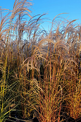 Kleine Fontaine Maiden Grass (Miscanthus sinensis 'Kleine Fontaine') at Lakeshore Garden Centres