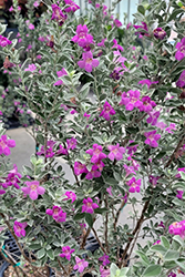 Texas Sage (Leucophyllum frutescens) at Lakeshore Garden Centres