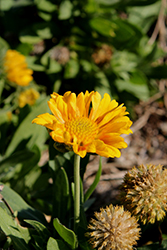 Sunset Gold Dust Blanket Flower (Gaillardia x grandiflora 'Sunset Gold Dust') at Lakeshore Garden Centres