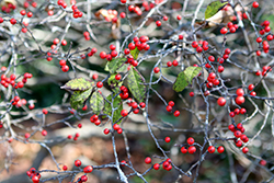 Carolina Cardinal Winterberry (Ilex 'Carolina Cardinal') at Lakeshore Garden Centres