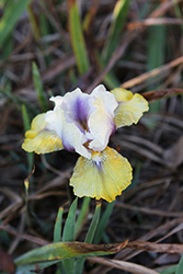 Double Your Fun Iris (Iris 'Double Your Fun') at Lakeshore Garden Centres