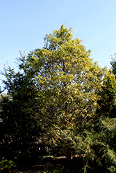 Hamlet's Broom Dawn Redwood (Metasequoia glyptostroboides 'Hamlet's Broom') at Lakeshore Garden Centres