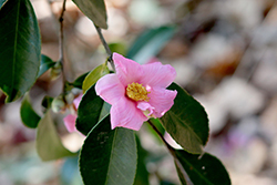 Mason Farm Camellia (Camellia 'Mason Farm') at Lakeshore Garden Centres
