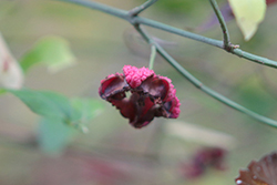 American Strawberry Bush (Euonymus americanus) at Lakeshore Garden Centres