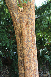 Allee Elm (Ulmus parvifolia 'Allee') at Lakeshore Garden Centres