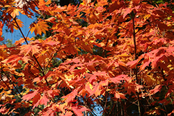 Yama Kagi Fullmoon Maple (Acer japonicum 'Yama Kagi') at Lakeshore Garden Centres