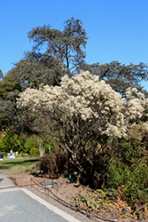 Groundseltree (Baccharis halimifolia) at Lakeshore Garden Centres