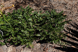 Gnome Japanese Plum Yew (Cephalotaxus harringtonia 'Gnome') at Lakeshore Garden Centres