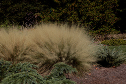 White Cloud Muhly Grass (Muhlenbergia capillaris 'White Cloud') at Lakeshore Garden Centres