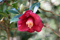 Red Camellia (Camellia purpurea) at Lakeshore Garden Centres