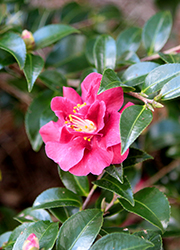 October Magic Ruby Camellia (Camellia sasanqua 'Green 02-003') at Stonegate Gardens
