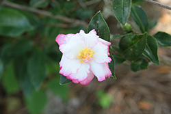 October Magic Inspiration Camellia (Camellia sasanqua 'Green 97-039') at Stonegate Gardens