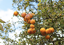 Flying Dragon Japanese Bitter Orange (Poncirus trifoliata 'Flying Dragon') at Lakeshore Garden Centres