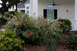 Snow Queen Hibiscus (Hibiscus rosa-sinensis 'Snow Queen') at Lakeshore Garden Centres
