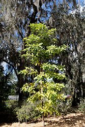Bedda Nut Tree (Terminalia bellirica) at Lakeshore Garden Centres