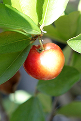 Barbados Cherry (Malpighia glabra) at Lakeshore Garden Centres