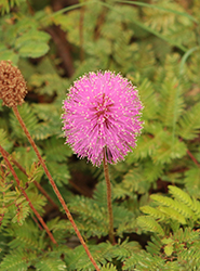 Sensitive Plant (Mimosa pudica) at Lakeshore Garden Centres