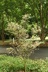 Okukuji Nishiki Japanese Maple (Acer palmatum 'Okukuji Nishiki') at Lakeshore Garden Centres