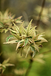 Okukuji Nishiki Japanese Maple (Acer palmatum 'Okukuji Nishiki') at Lakeshore Garden Centres