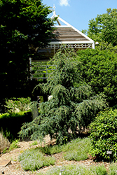 Blue Angel Narrow Lebanon Cedar (Cedrus libani 'Blue Angel') at Lakeshore Garden Centres