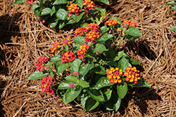 Heartland Really Red Lantana (Lantana 'Heartland Really Red') at Lakeshore Garden Centres