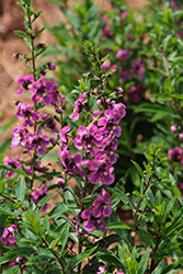 Guardian Angel Berry Sparkler Angelonia (Angelonia angustifolia 'Balguaraberk') at Lakeshore Garden Centres