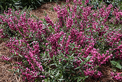 AngelFlare Orchid Pink Angelonia (Angelonia angustifolia 'Balangflorc') at Lakeshore Garden Centres