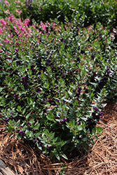 AngelFlare Black Angelonia (Angelonia angustifolia 'Balangflac') at Lakeshore Garden Centres