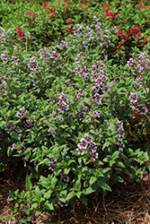 Totally Tempted Frosted Violets Cuphea (Cuphea procumbens 'Frosted Violets') at Lakeshore Garden Centres