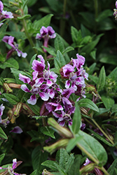 Sriracha Lavender Bicolor Cuphea (Cuphea llavea 'Sriracha Lavender Bicolor') at Lakeshore Garden Centres