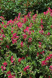 Sriracha Rose Cuphea (Cuphea llavea 'Sriracha Rose') at Lakeshore Garden Centres