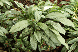 Silver Scimitar Lungwort (Pulmonaria 'Silver Scimitar') at Lakeshore Garden Centres