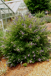 Rock Steady Chaste Tree (Vitex agnus-castus 'V12-2-1') at Lakeshore Garden Centres