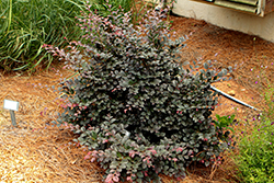 Plum Gorgeous Fringeflower (Loropetalum chinense 'Plum Gorgeous') at Lakeshore Garden Centres