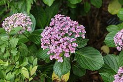 Amazone Hydrangea (Hydrangea macrophylla 'Hokomazone') at Lakeshore Garden Centres