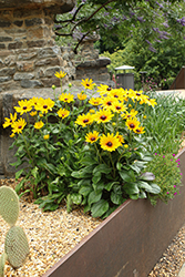 Black-eyed Susan (Rudbeckia hirta) at Lakeshore Garden Centres