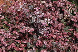 Jazz Hands Variegated Chinese Fringe-flower (Loropetalum chinense 'Irodori') at Lakeshore Garden Centres
