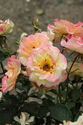 Gumball Goody Rose (Rosa 'VLR12062') at Lakeshore Garden Centres