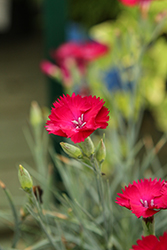 Pickables ColorPop Dianthus (Dianthus 'ColorPop') at Lakeshore Garden Centres