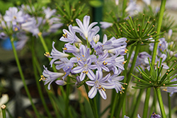 Baby Pete Agapanthus (Agapanthus praecox 'Benfran') at Lakeshore Garden Centres