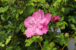 Raspberry Smoothie Rose of Sharon (Hibiscus syriacus 'Raspberry Smoothie') at Lakeshore Garden Centres