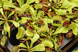 Venus Flytrap (Dionaea muscipula) at Lakeshore Garden Centres