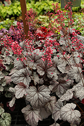 Dolce Silver Gumdrop Coral Bells (Heuchera 'Silver Gumdrop') at Lakeshore Garden Centres