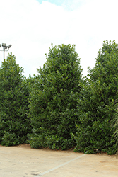 Monarch Holly (Ilex 'EN-6') at Lakeshore Garden Centres